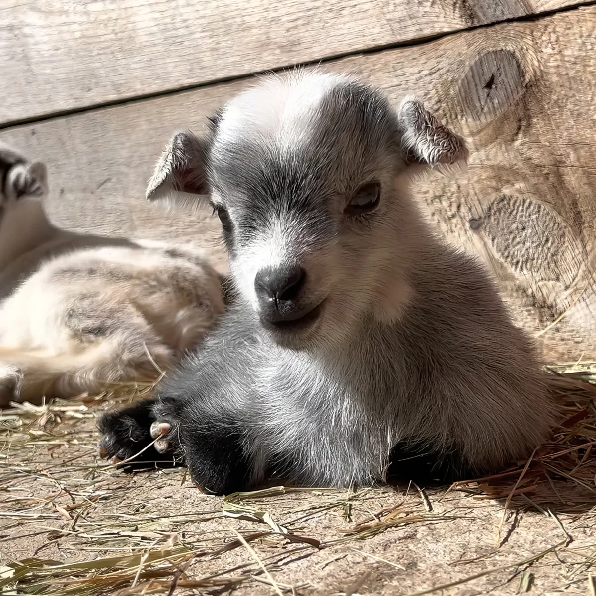 A baby goat with a white and gray coat rests on straw, looking directly at the camera.