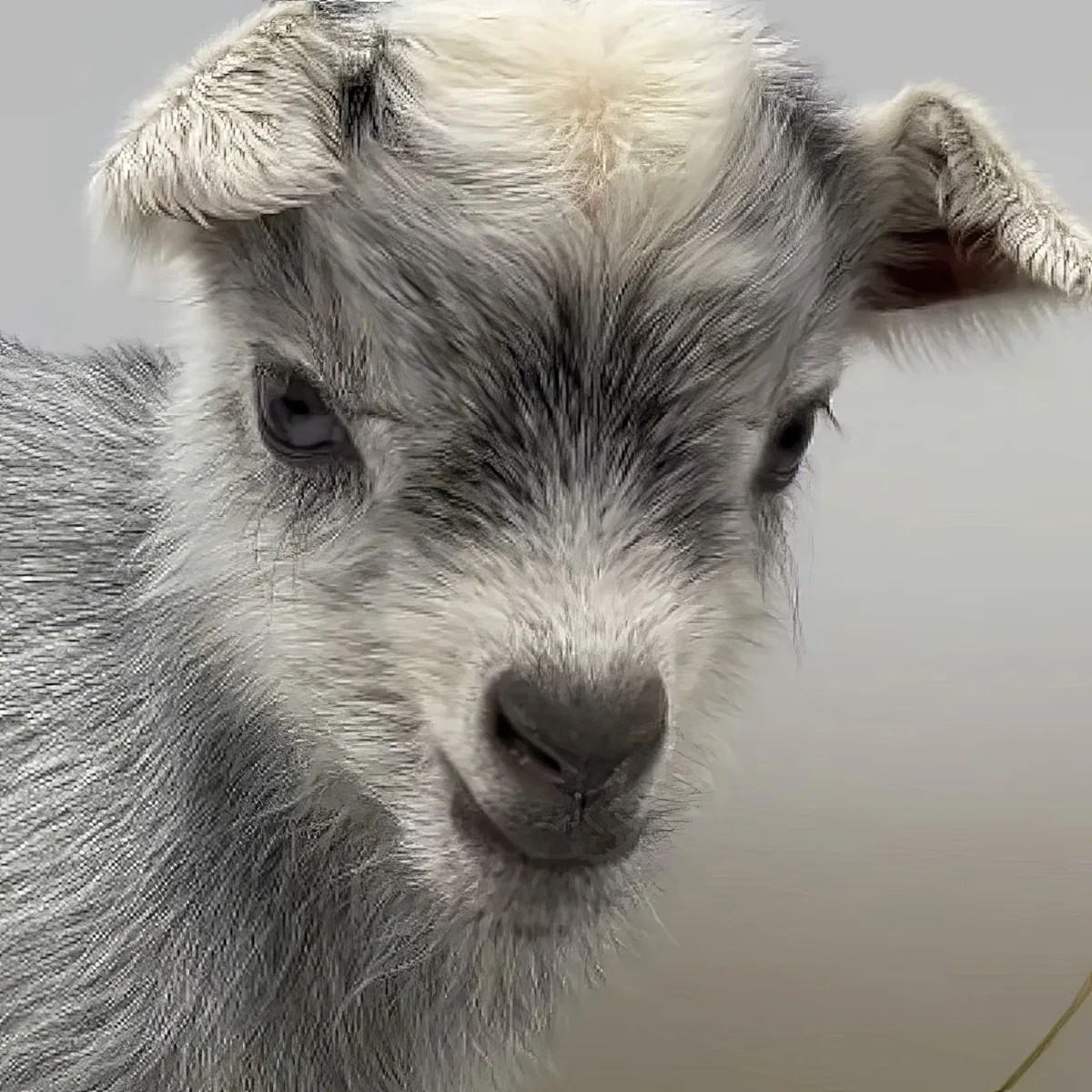 A close-up of a young goat with light fur and a curious expression.