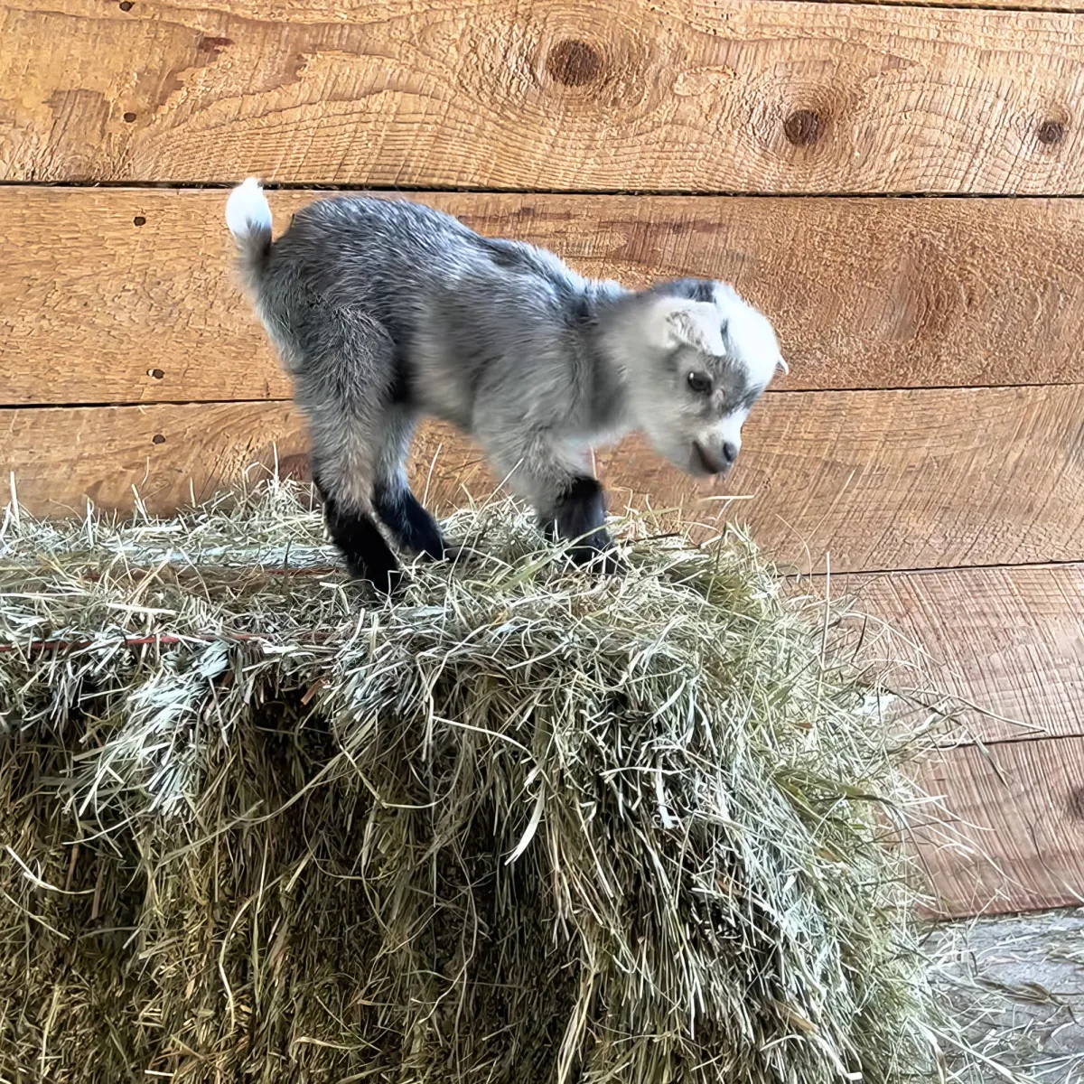 A young goat stands on a hay bale, looking down, with a wooden wall in the background.