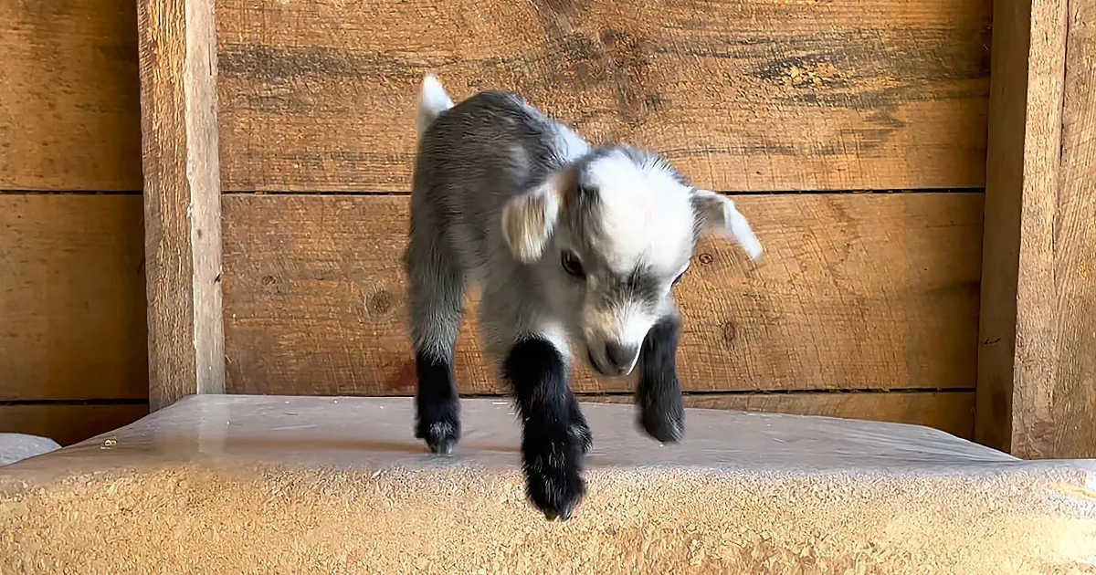 Adorable 29-Ounce Baby Goat Thinks She''s a Puppy.