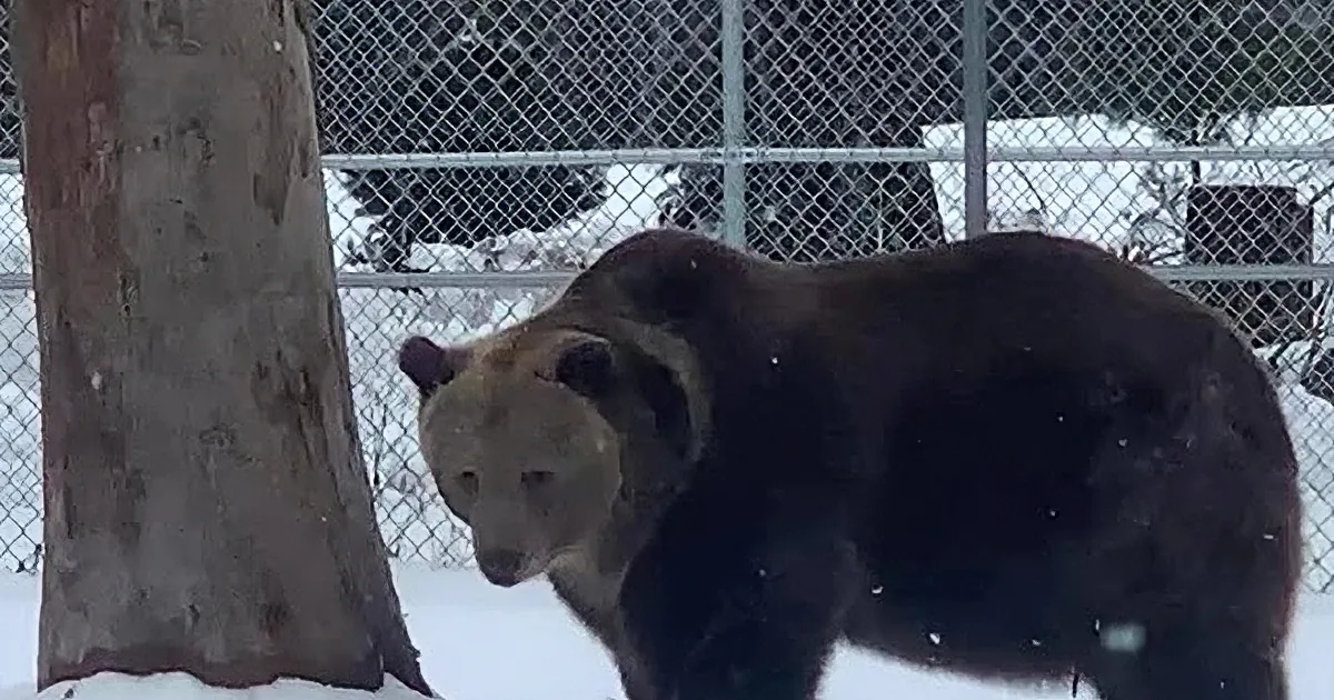 Massive Rescued Bear Loves Making Snow Angels at Bear Orphanage