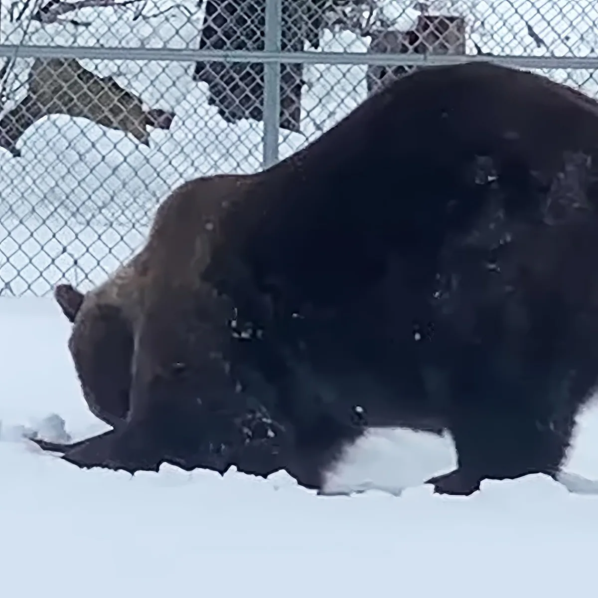 Rescued bear at bear orphanage