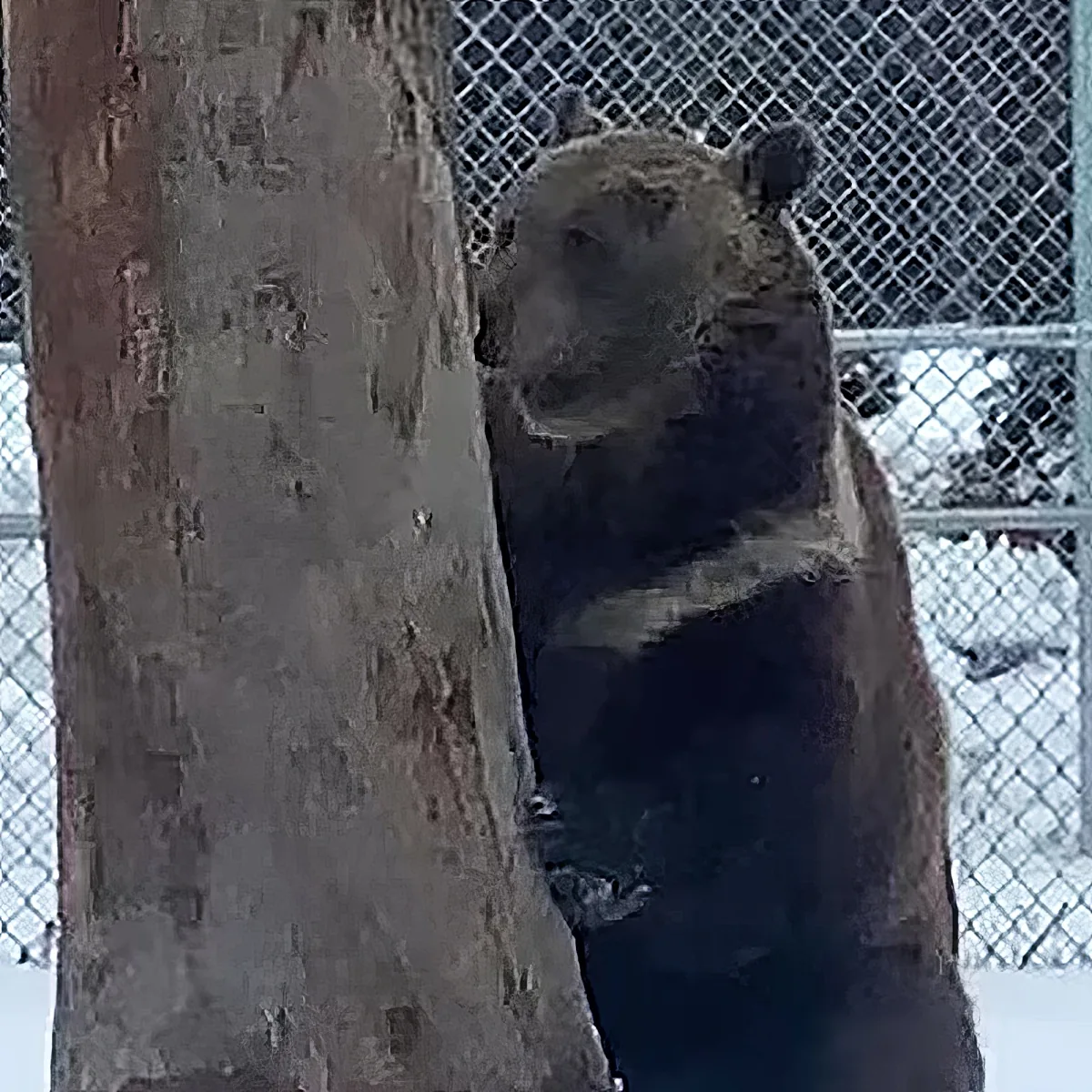 Rescued bear at bear orphanage