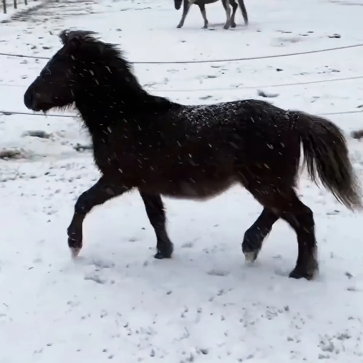 A black horse with a thick coat walks through snow, its mane and tail slightly lifted by the wind.