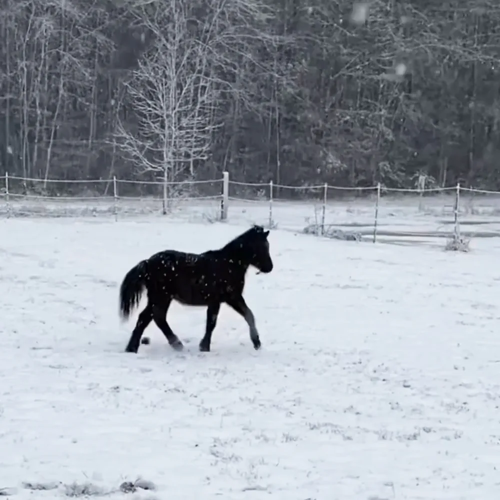 A black horse trots across a snowy field with a fence and trees in the background.
