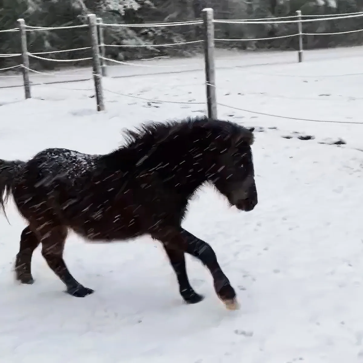 A black pony with a thick coat walks through a snowy enclosure, its mane and tail covered in snowflakes.
