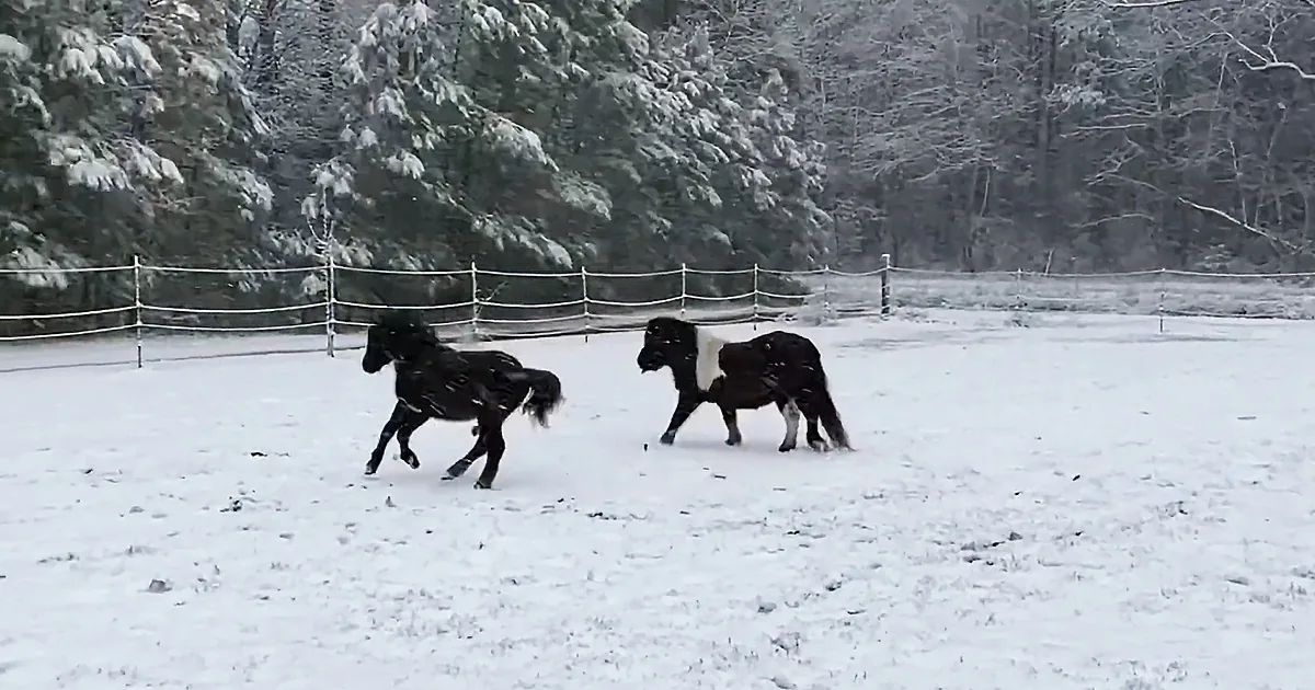 Baby Horse Has a Blast Frolicking in the Snow for the First Time