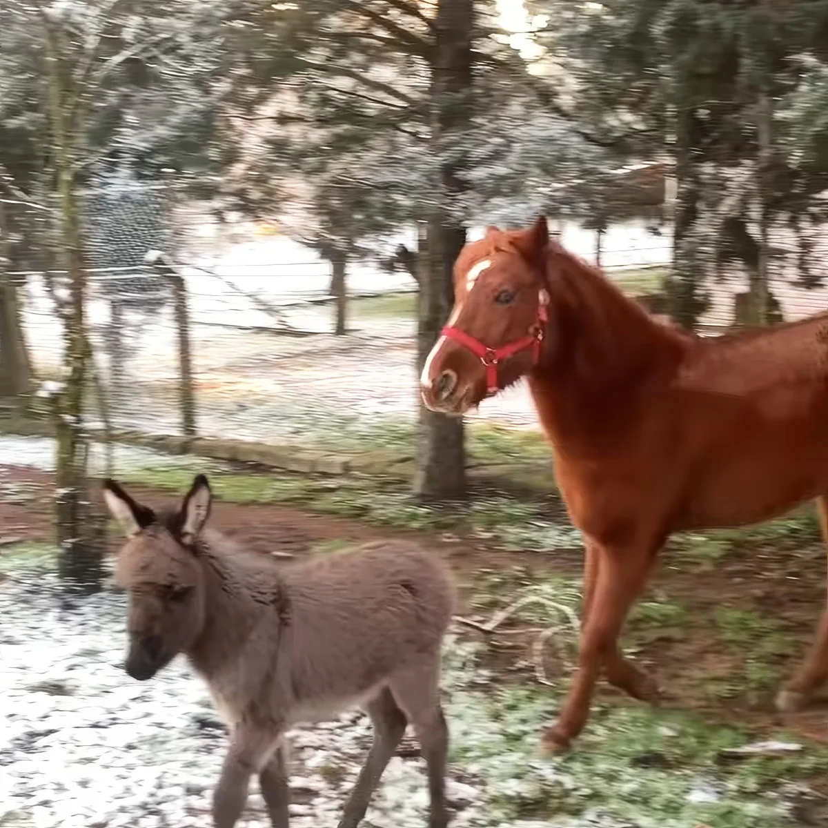 Baby donkey and horse