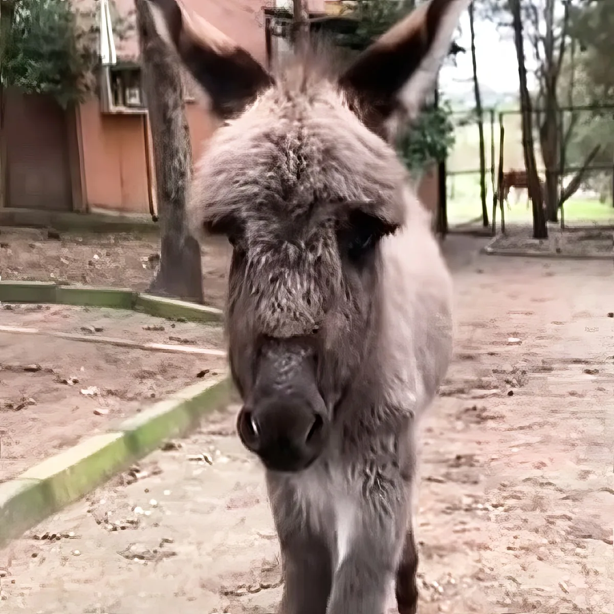 A close-up of a donkey's face with its ears perked up, standing on a dirt ground with a building and trees in the background.