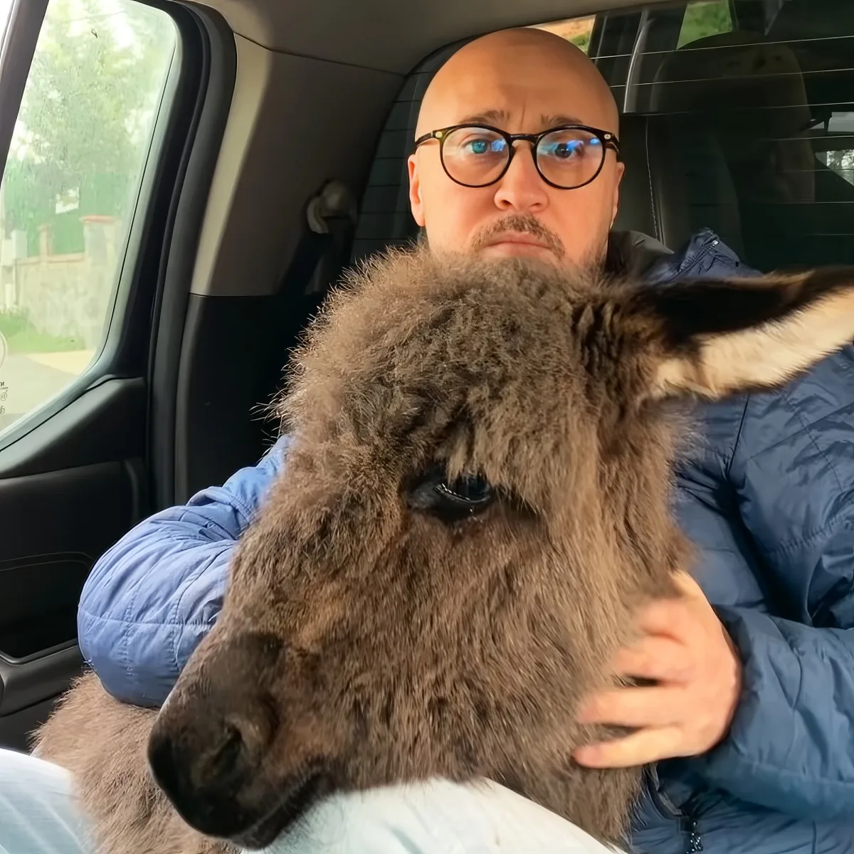 A man in a car holds a fluffy, brown, and black animal, possibly a donkey or a similar creature.