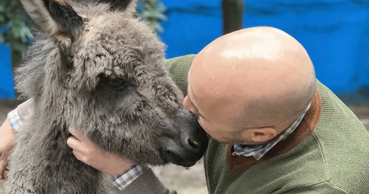 Adorable Baby Donkey Thinks Man Who Rescued Her Is Her Mommy