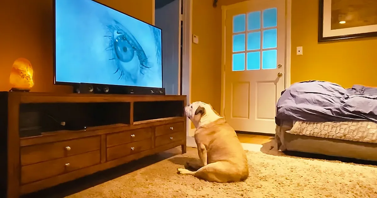 Bulldog Watches ''Psycho,'' Reacts Intensely to the Classic Shower Scene