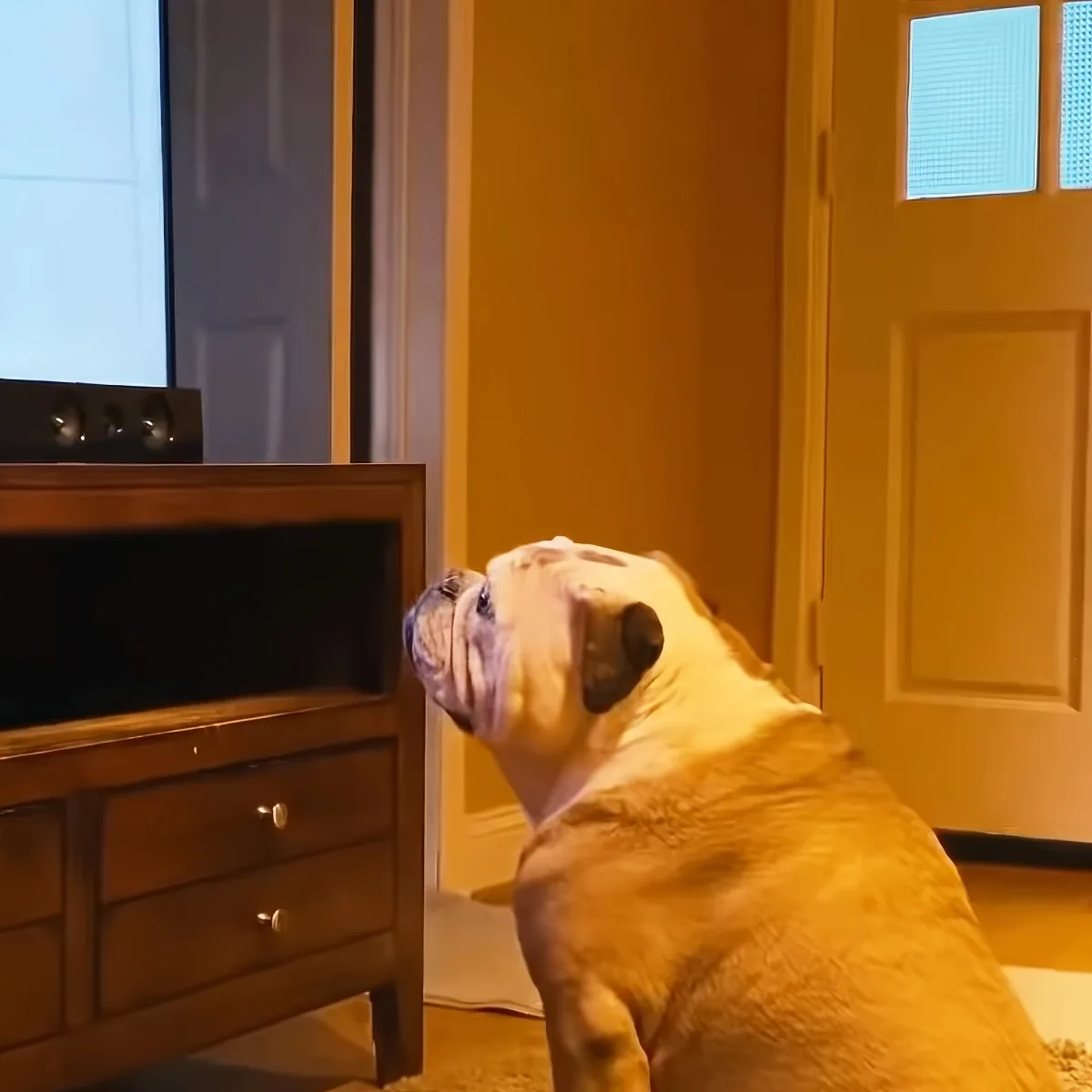 Dog watching TV