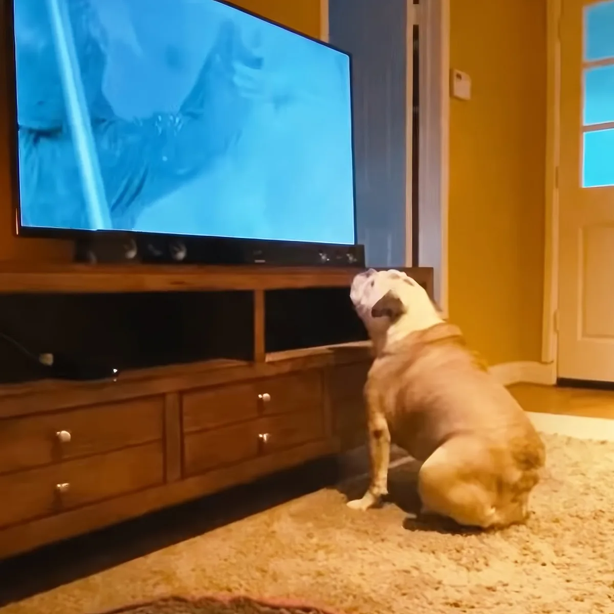 Dog watching TV