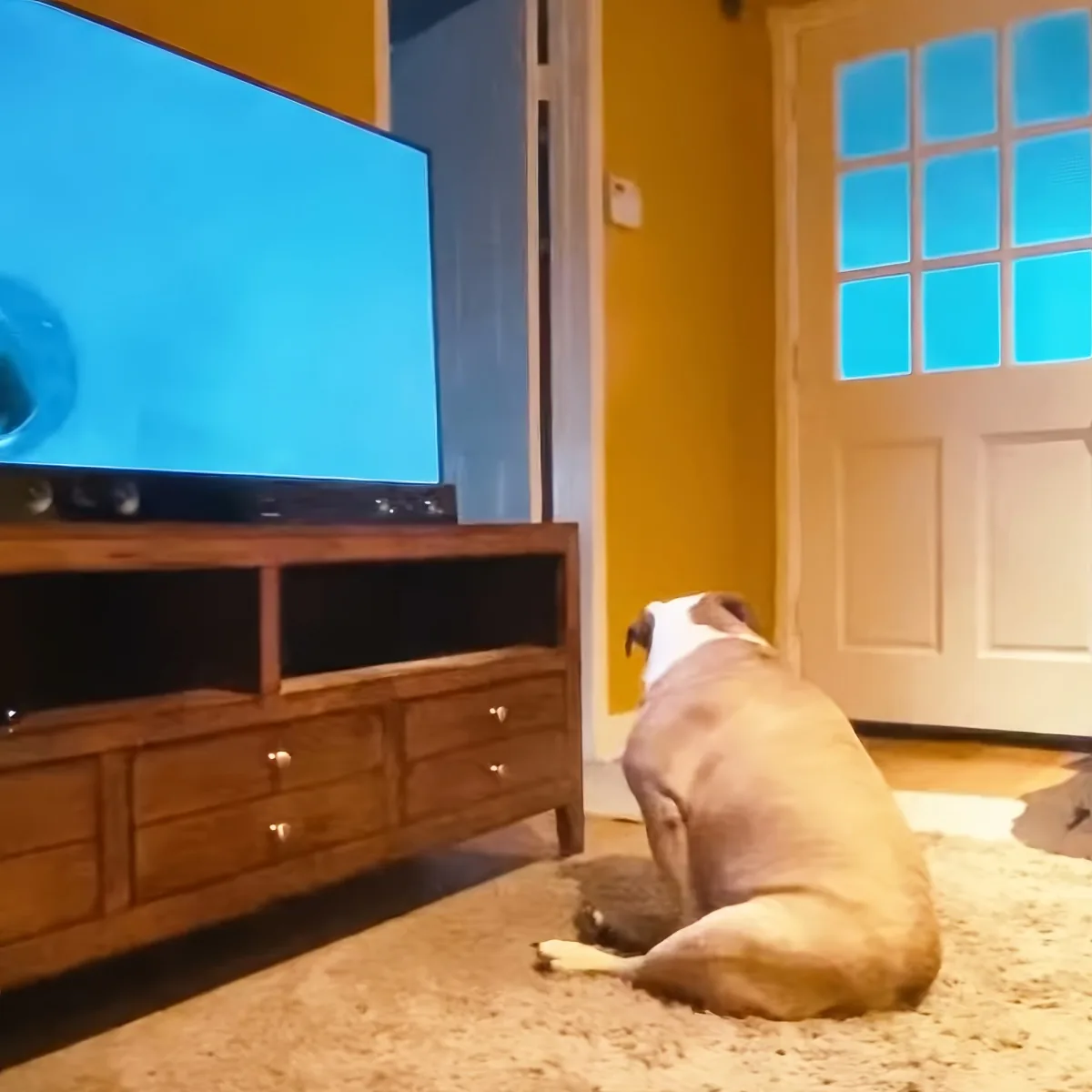 Dog watching TV