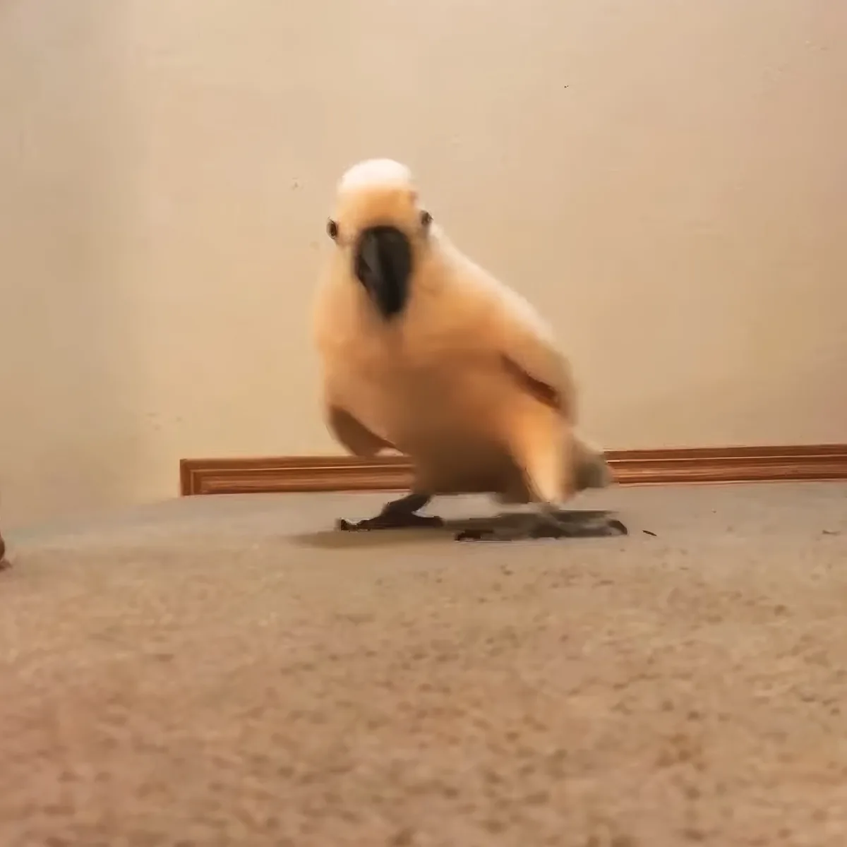 A fluffy white bird with a black beak stands on a carpeted floor, looking slightly to the side.