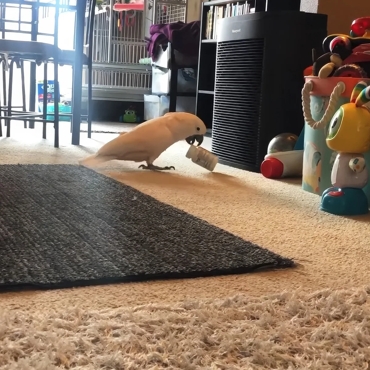 A light-colored parrot stands on a carpet, holding a small object in its beak near a toy bucket.