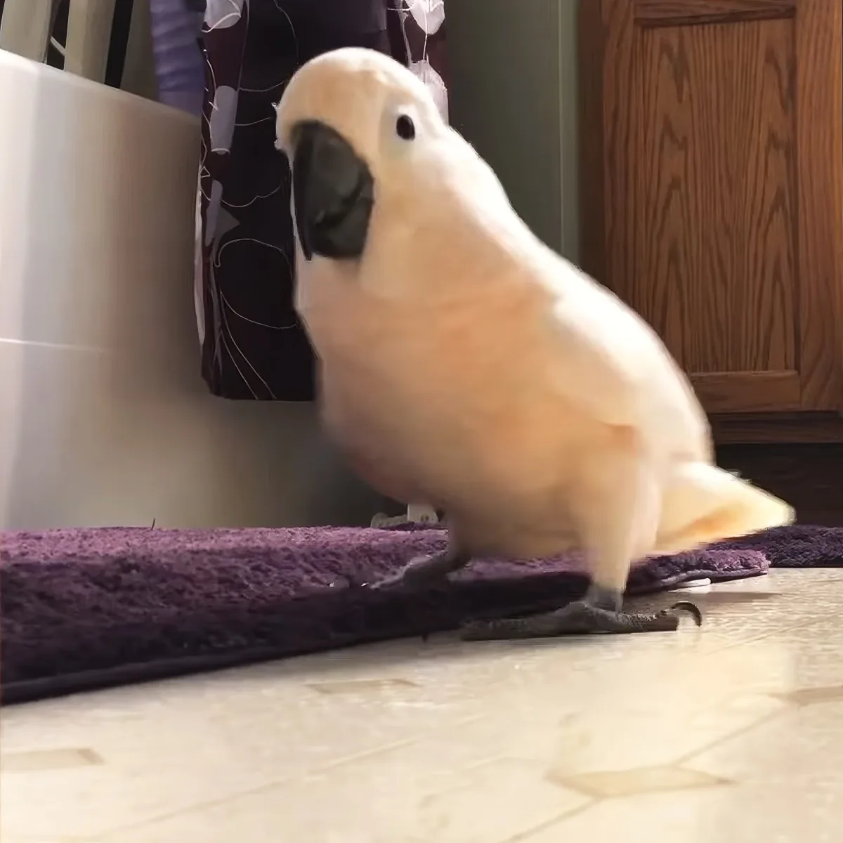 A white cockatoo with a black beak stands on a purple mat, looking to the left.