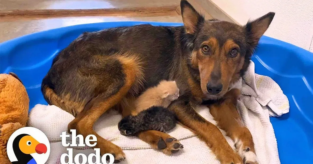Orphaned Kittens Adopted by Mama Dog Who Lost All Her Puppies