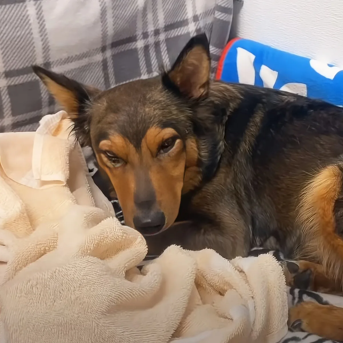 A German Shepherd dog with a black and tan coat is lying on a bed, partially covered by a white towel.