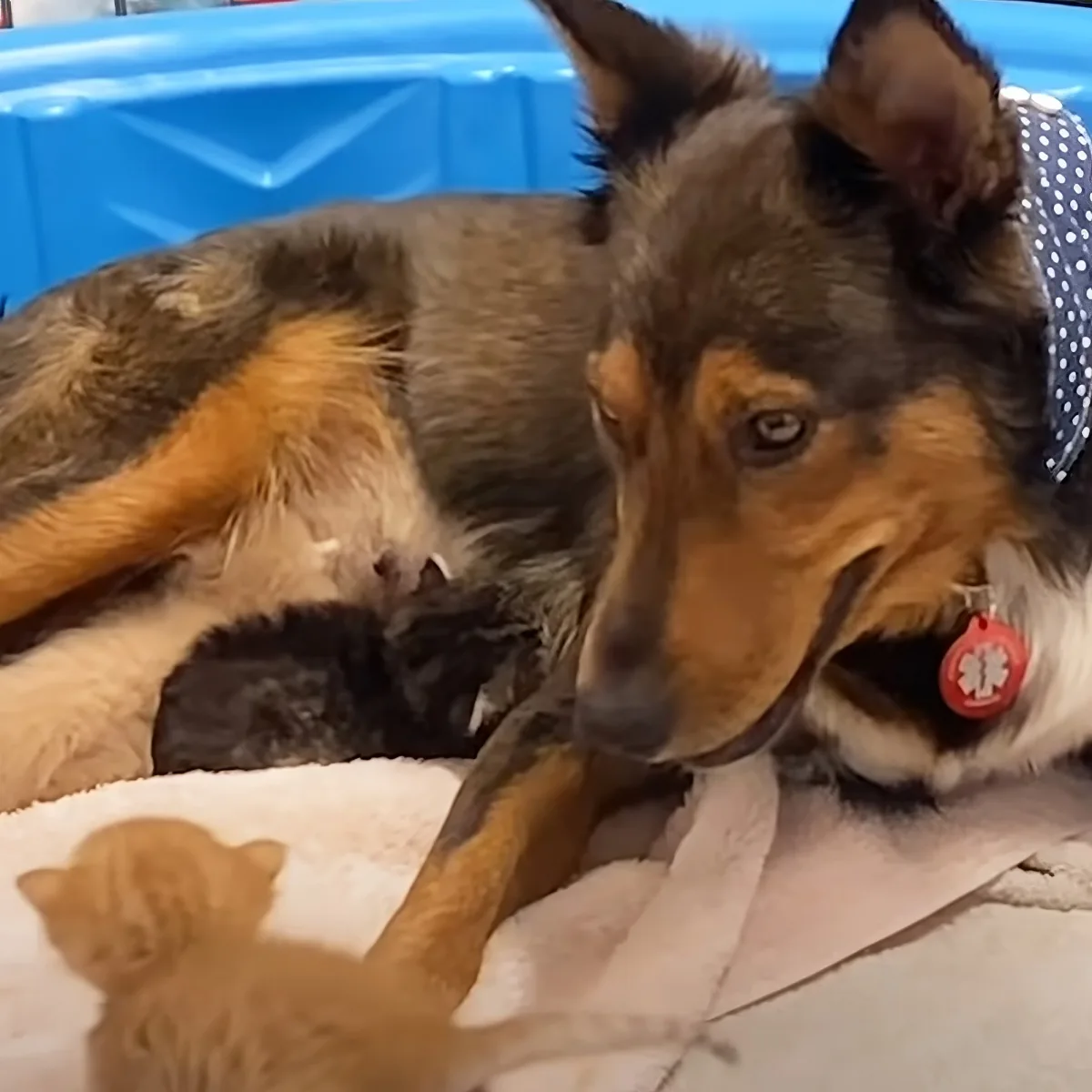 Orphaned kittens with mama dog