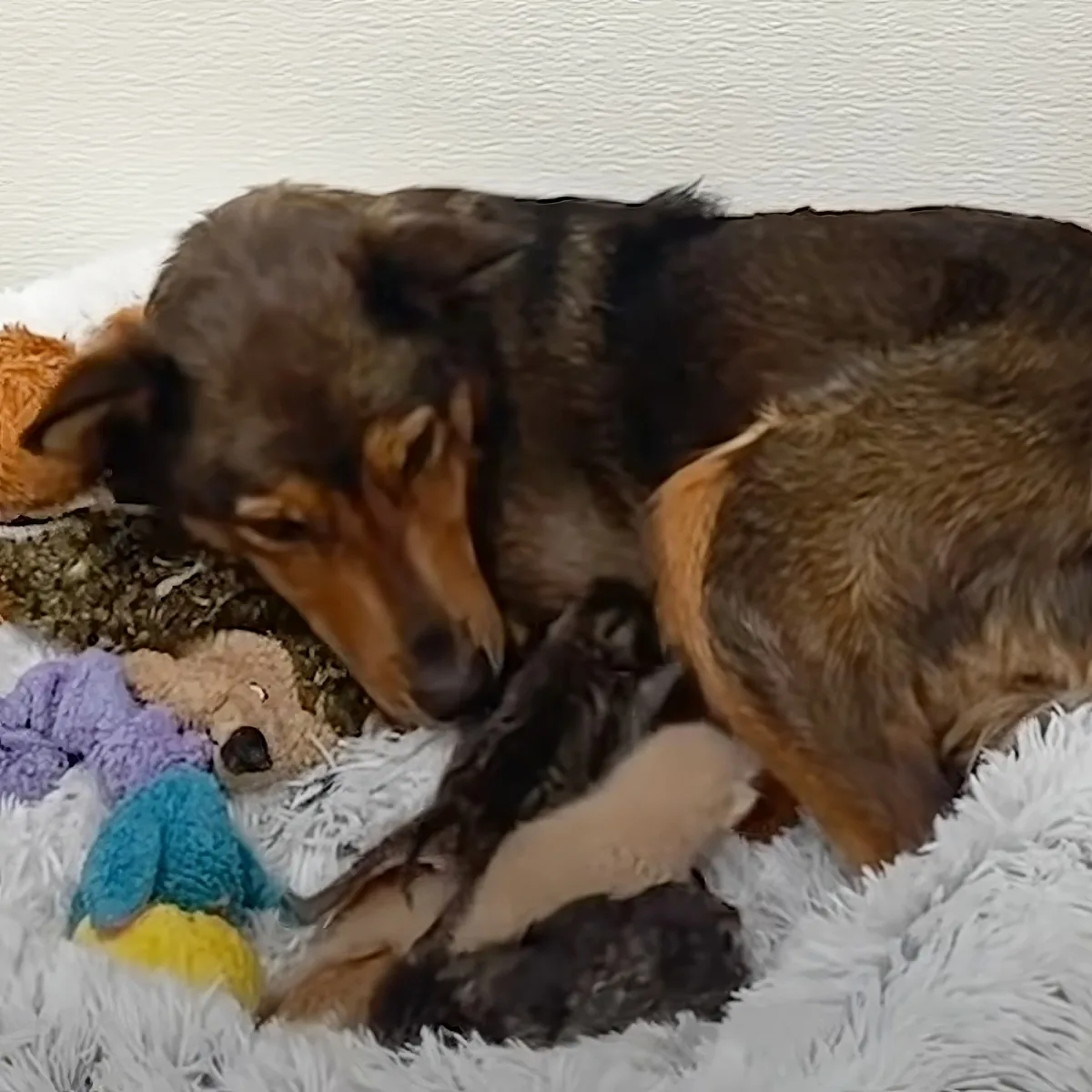Orphaned kittens with mama dog