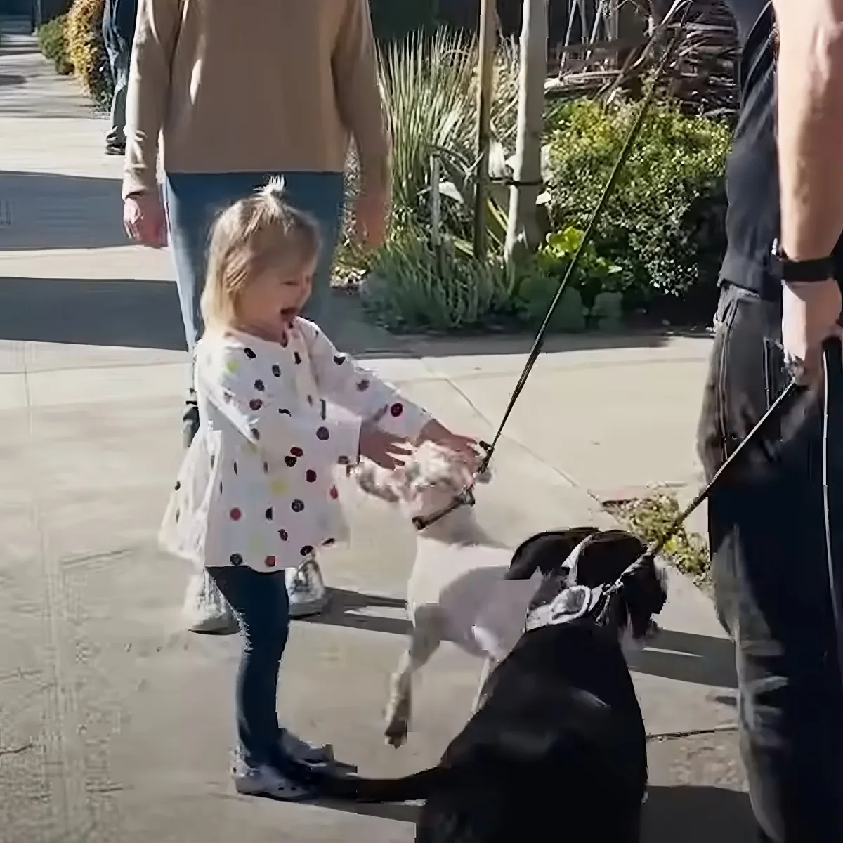 Toddler with deaf puppy