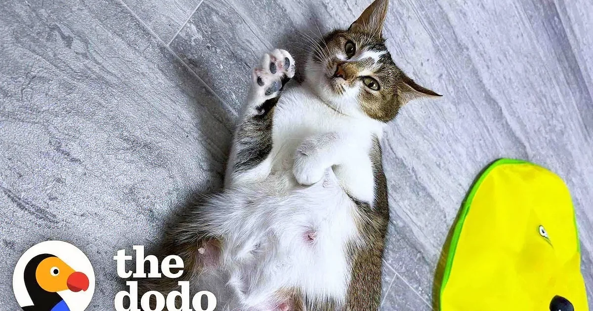 Pregnant Rescue Cat Gives Birth to Six Equally Adorable Kittens