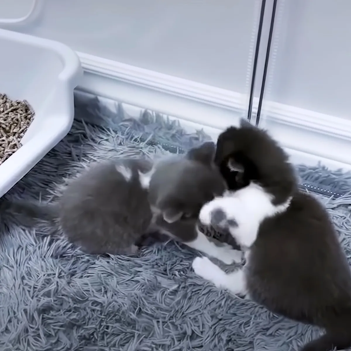 Two adorable puppies, one gray and one black and white, are playfully interacting on a fluffy gray rug.