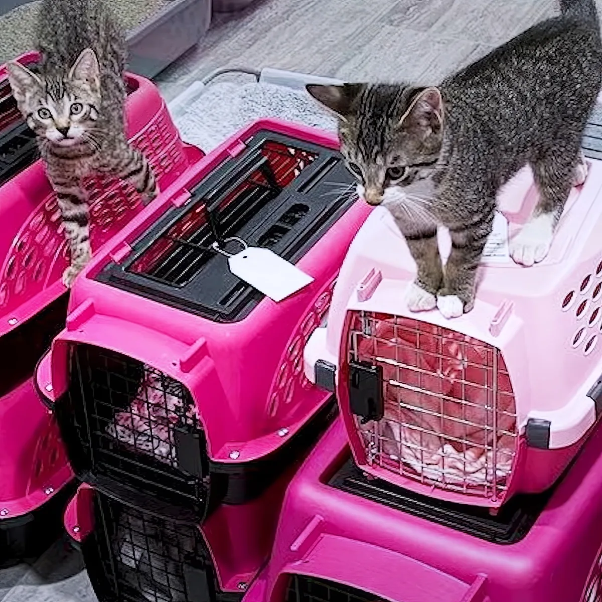 Two tabby kittens explore pink pet carriers on a wooden deck.