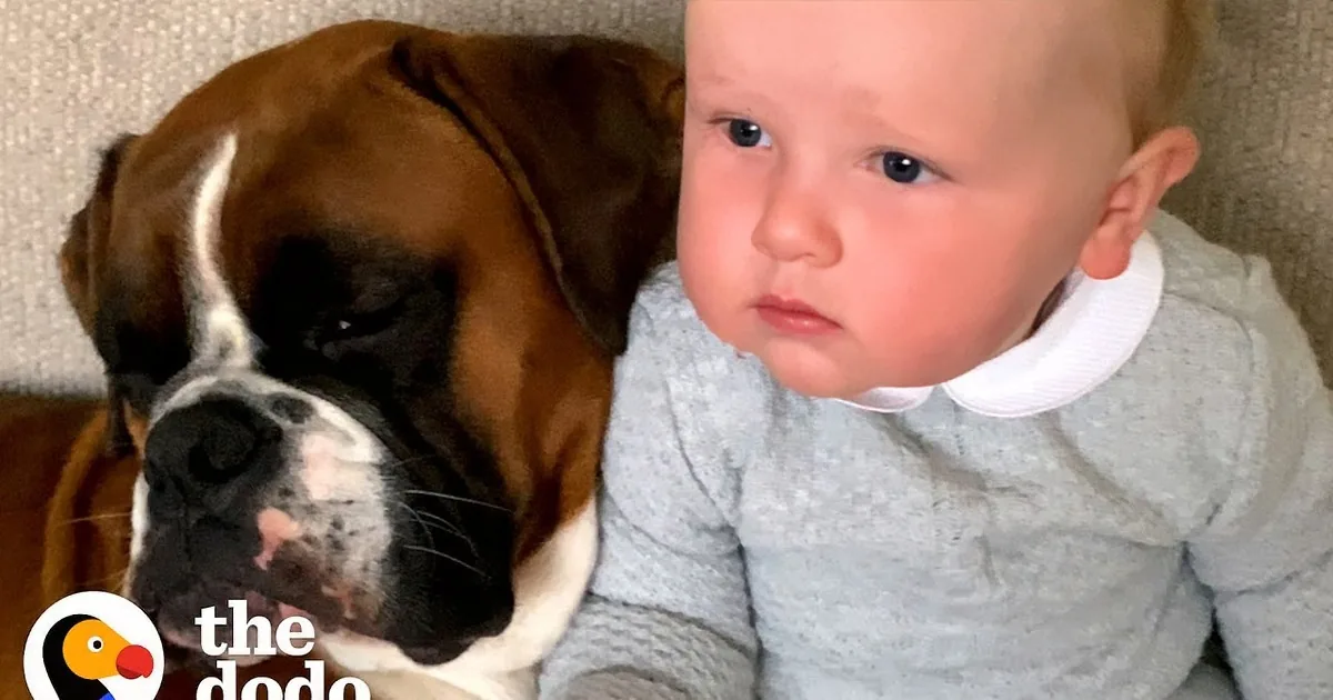 Boxer Dog Becomes the Best Big Brother to Newborn Baby