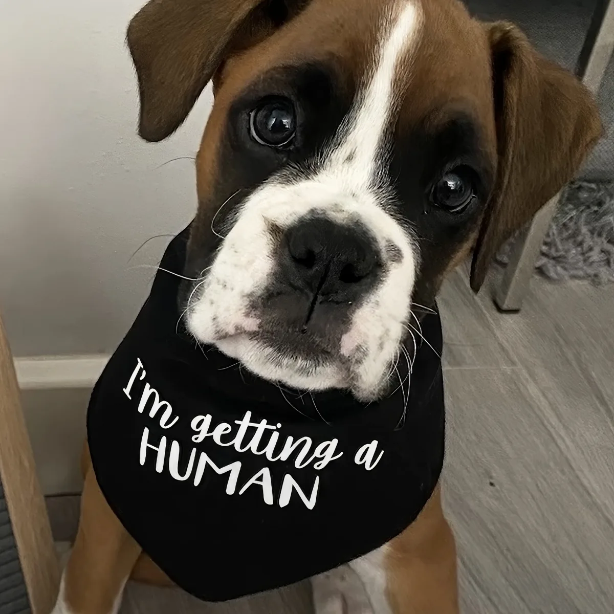 A Boxer dog wearing a black bandana with "I'm getting a HUMAN" written on it.