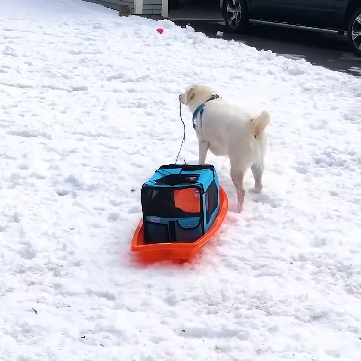 Dog pulls cat around in sled
