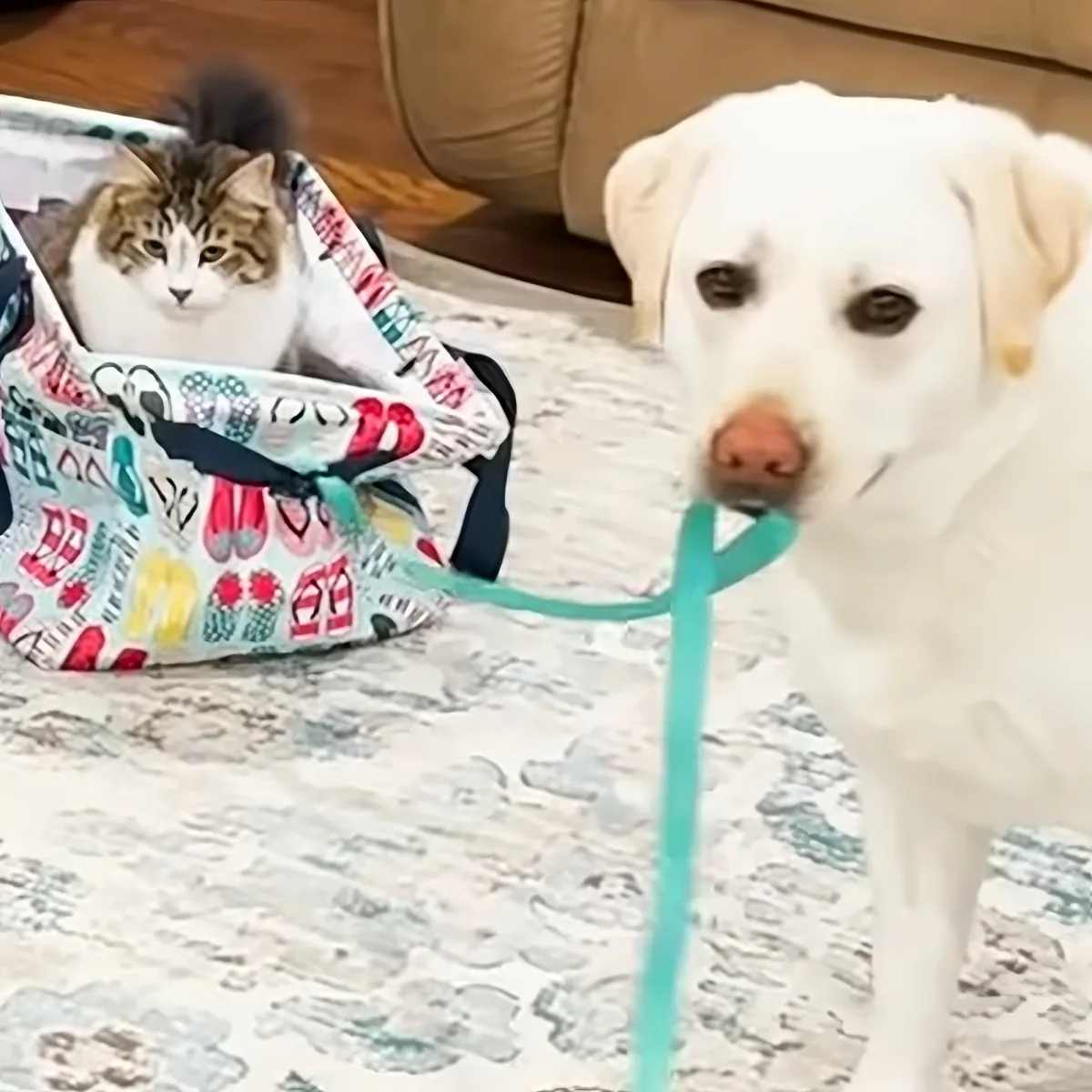 Dog pulls cat around in sled