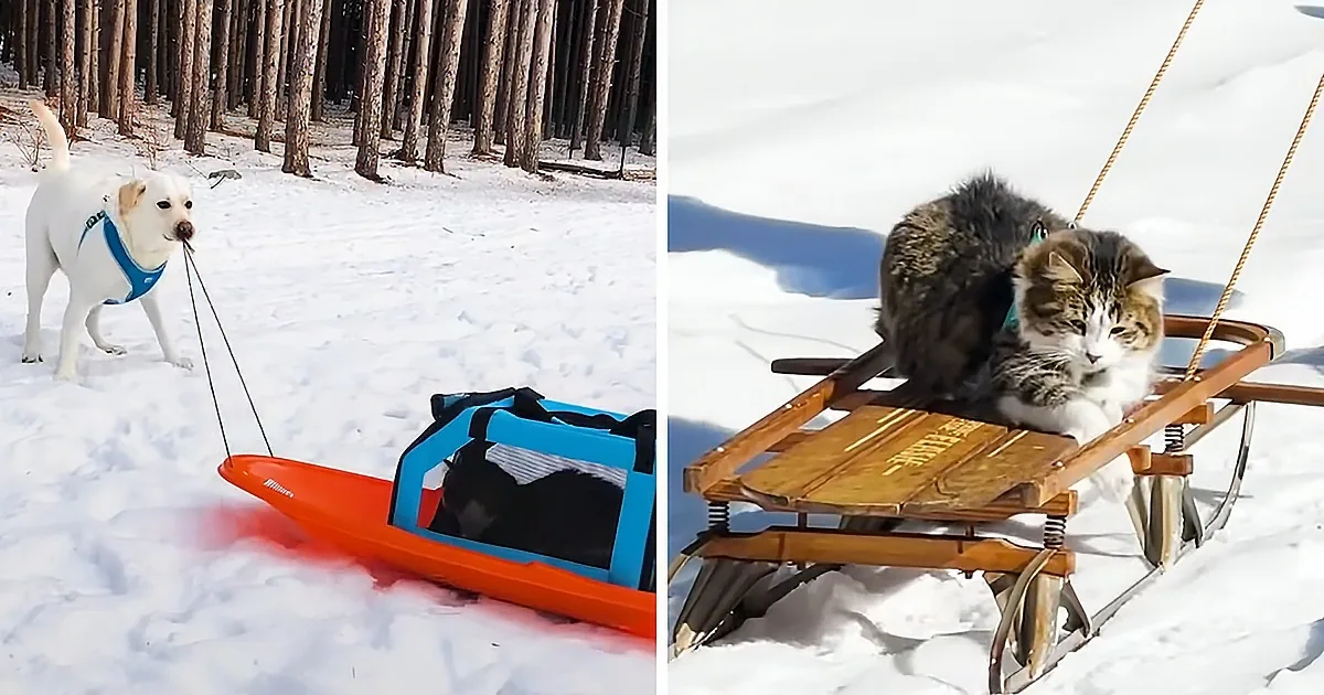 Dog Pulls Cat Around in Sled and Cat Cannot Get Enough
