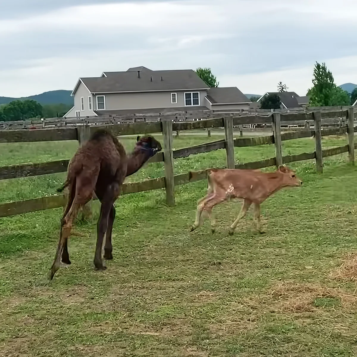 Baby camel and baby cow