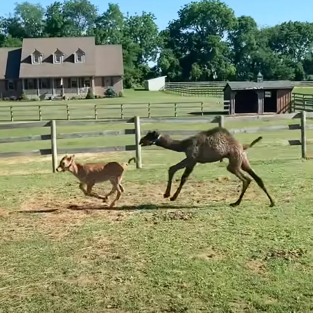 Baby camel and baby cow