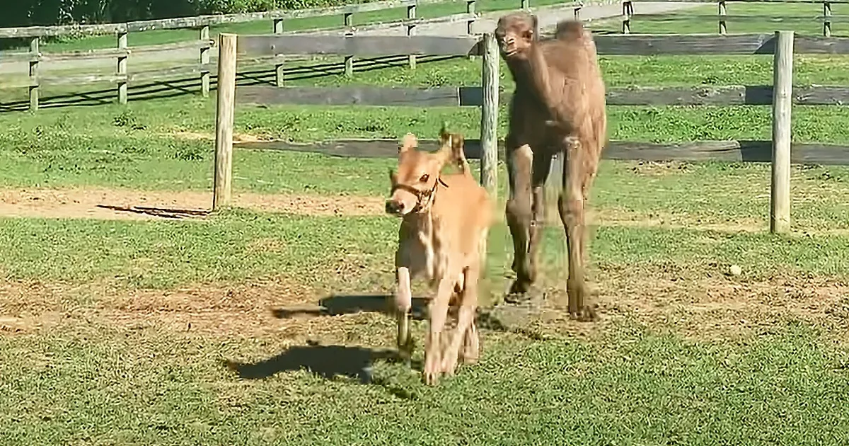 Rescued Baby Camel and Baby Cow Become Inseparable Friends
