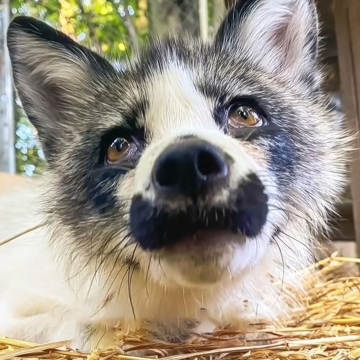 A close-up of a dog with a white and black coat, brown eyes, and a black nose, resting on straw.