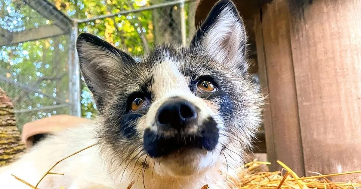 Mustachioed Fox and Introverted Arctic Fox Couple Have Adorable Relationship