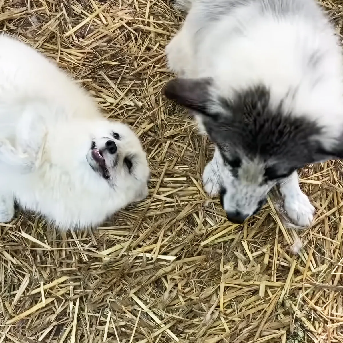 Two playful puppies, one white and one black and white, are interacting on a bed of straw.