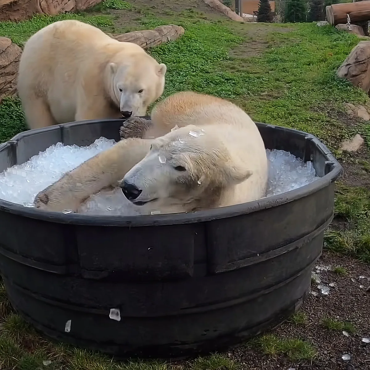 A polar bear lounges in a tub of ice, another bear watches nearby in a grassy enclosure.