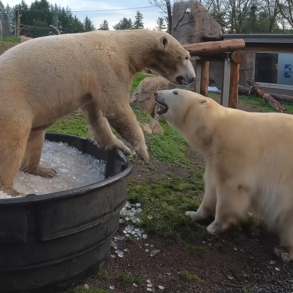 Two polar bears interact near a large ice-filled container in an enclosure.