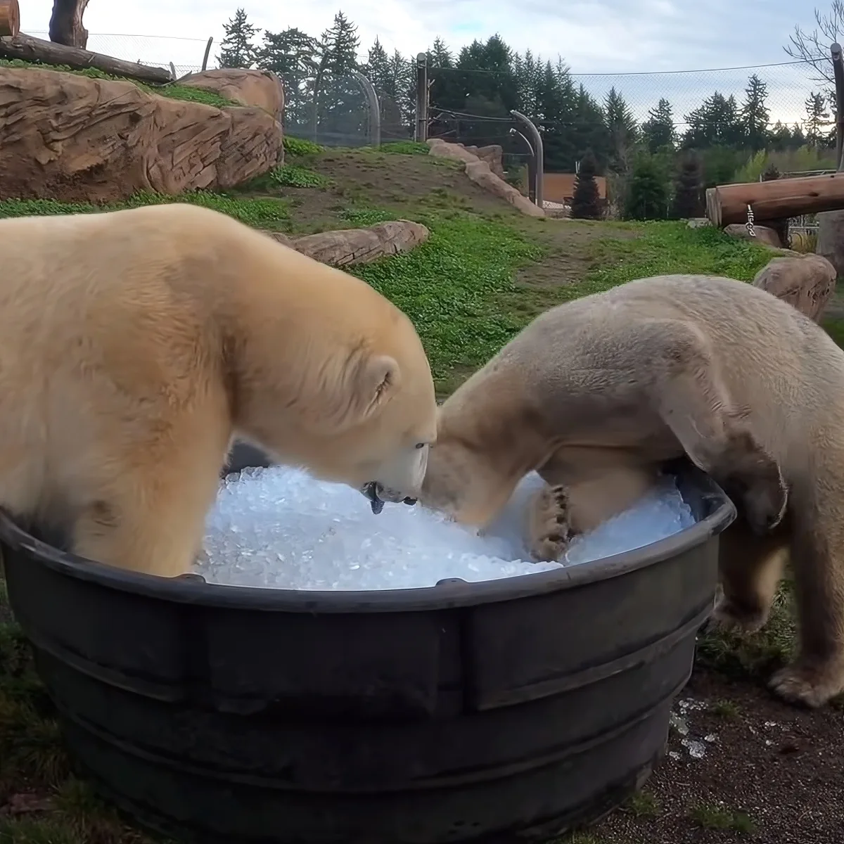 Two polar bears are interacting with ice in a large metal tub in an outdoor enclosure.