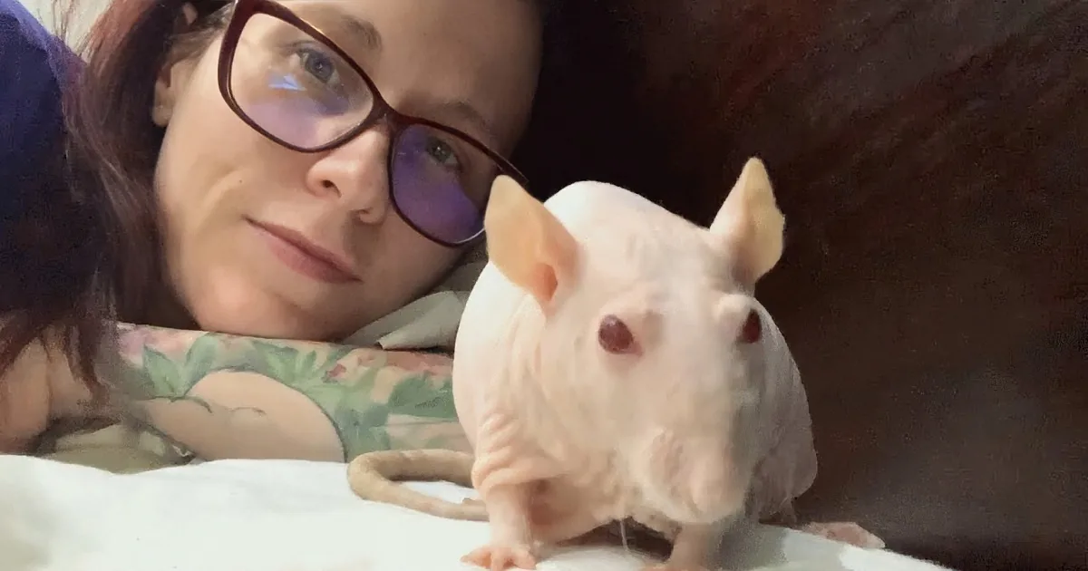Rescued Senior Rat Is Always by Her Rescuer's Side