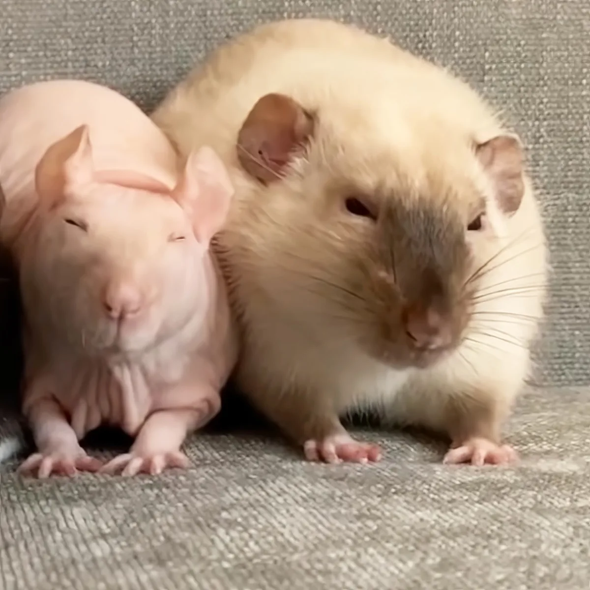 Rescued senior rat