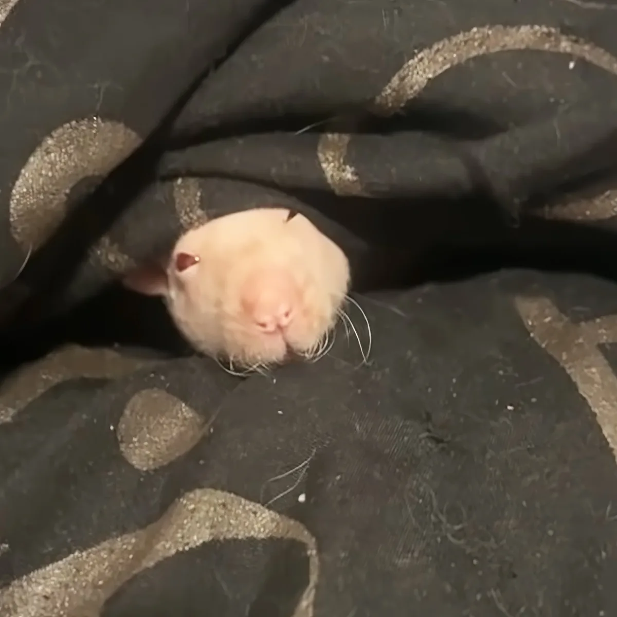 A white ferret with pink nose and whiskers is nestled in a dark, patterned fabric.