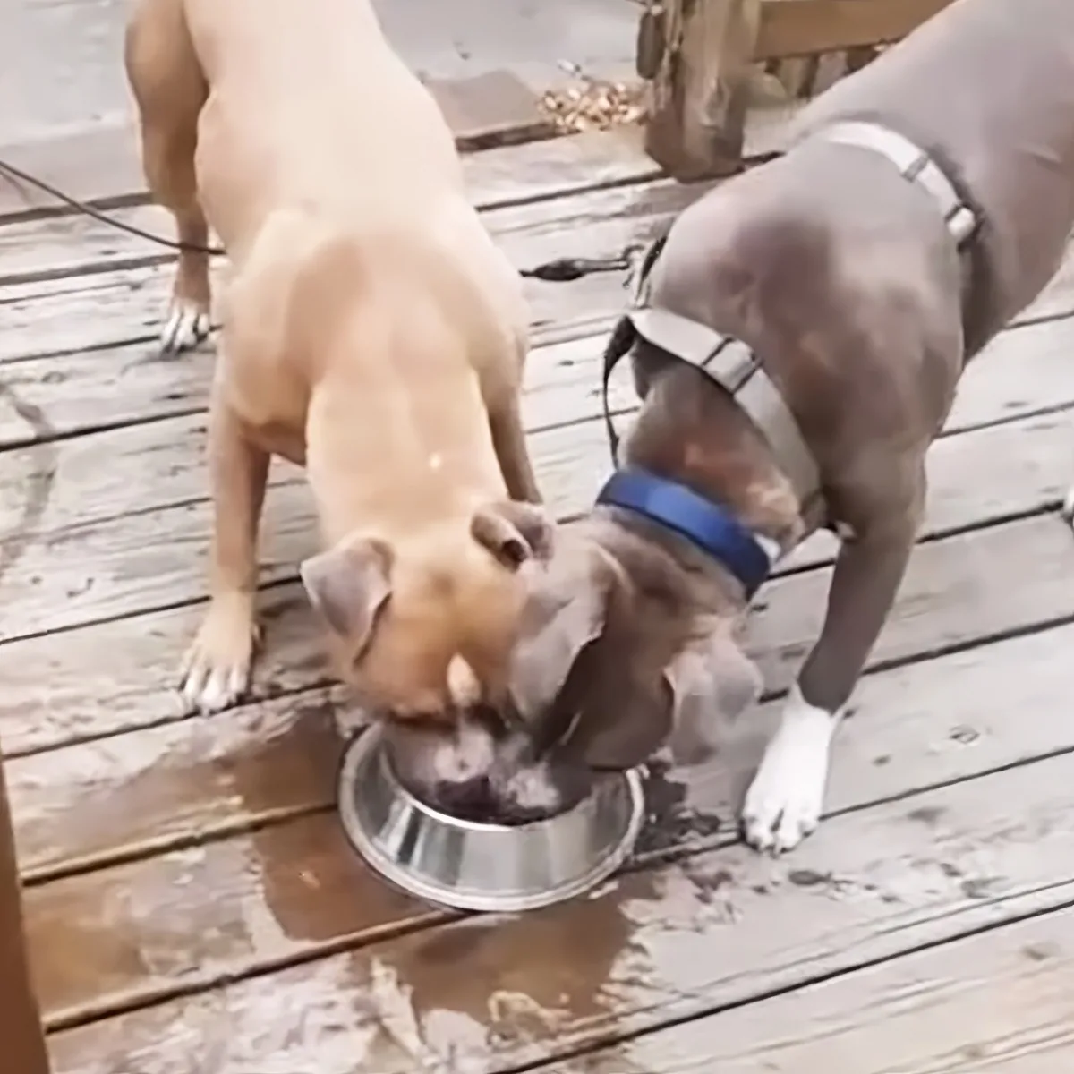 Dog with his best friend