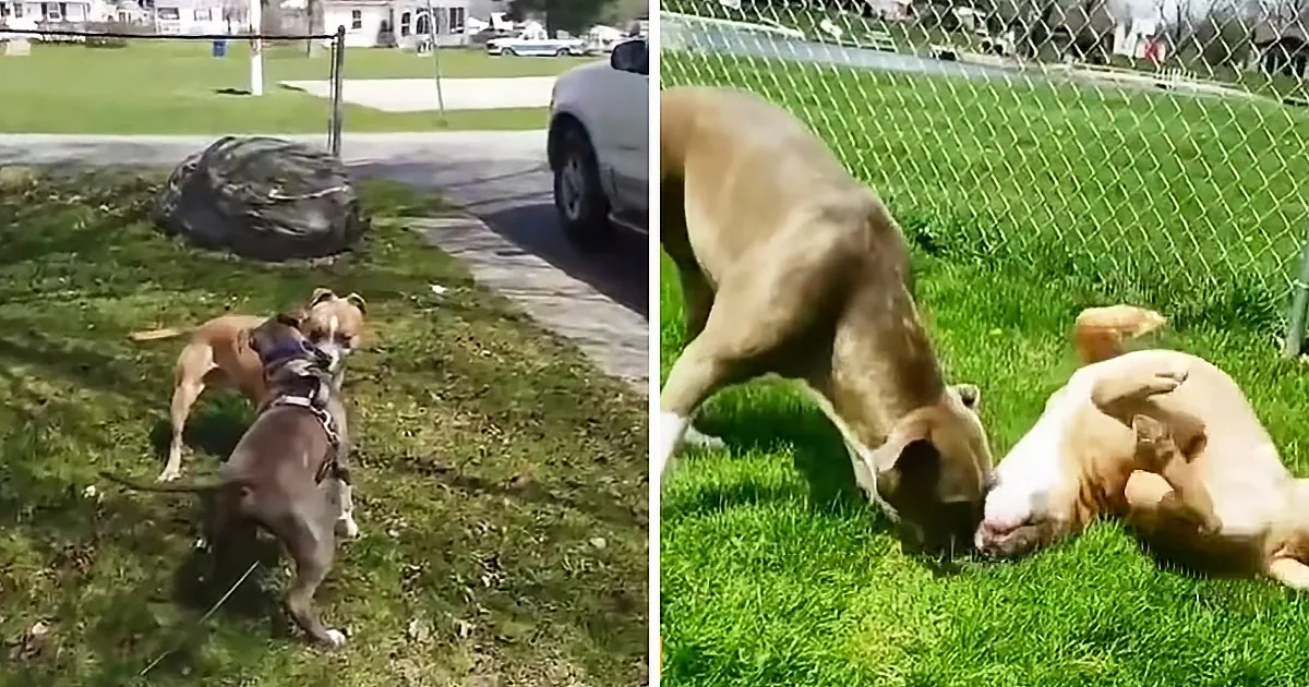 Man Finds His Dog's Best Friend at Shelter; Reunites Them by Adopting Him