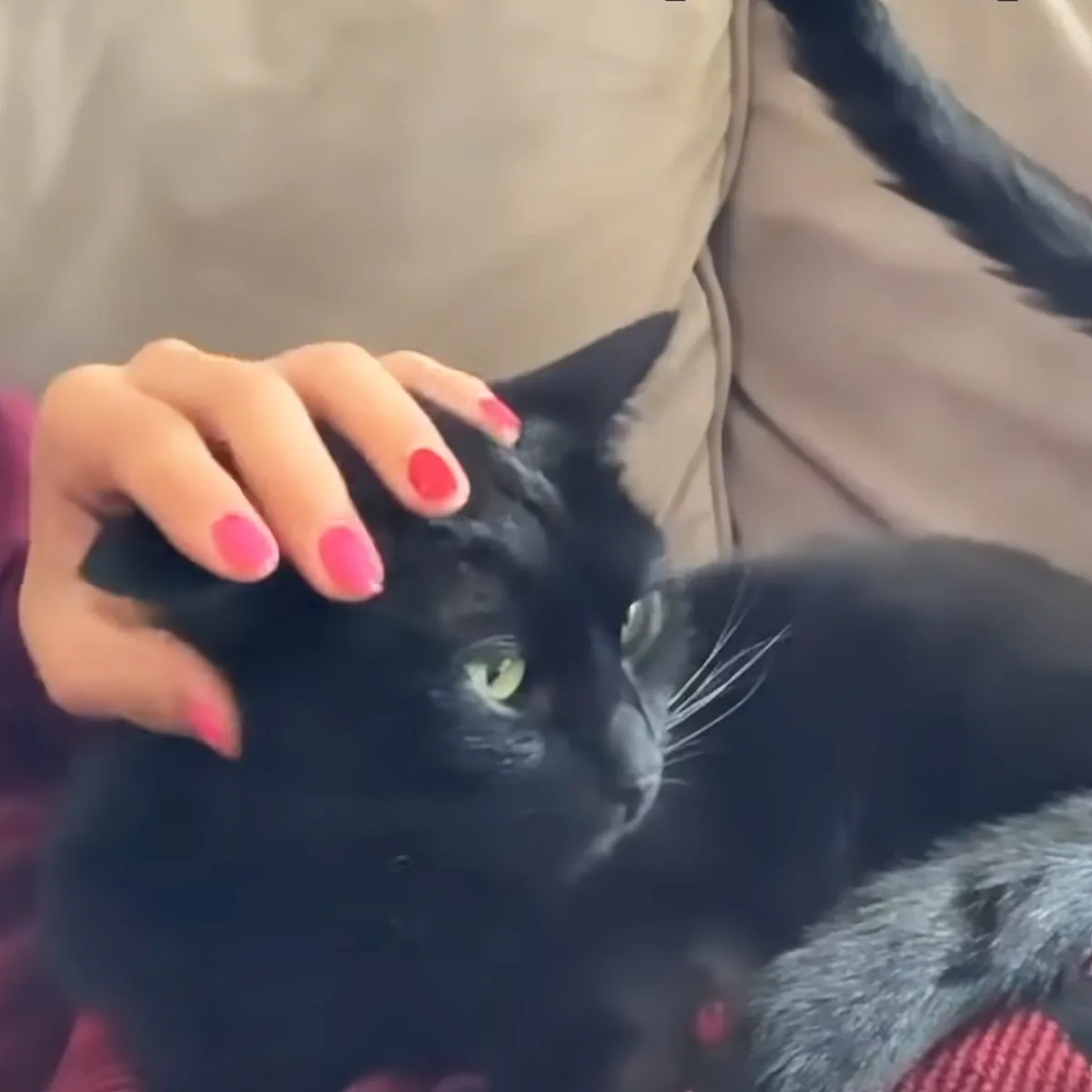 A black cat with green eyes is being petted by a hand with pink nail polish.